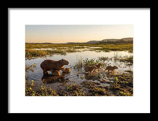 Baby Capybaras At Dusk