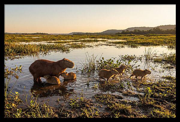 Baby Capybaras At Dusk