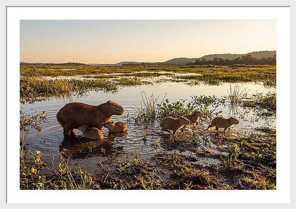 Baby Capybaras At Dusk