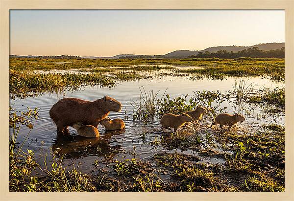 Baby Capybaras At Dusk