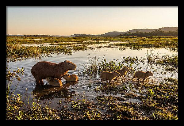 Baby Capybaras At Dusk