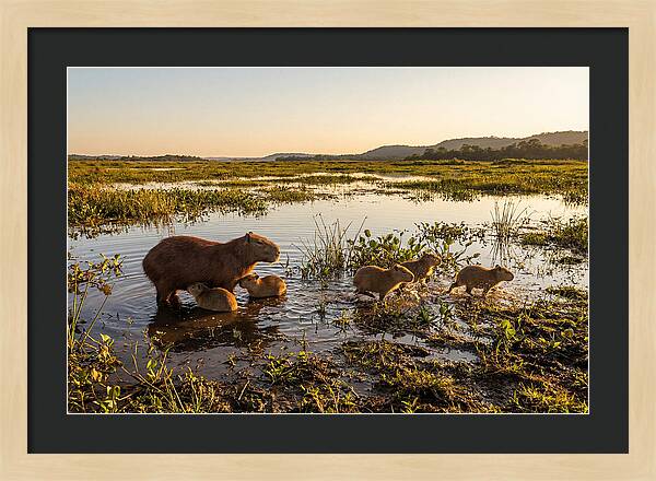 Baby Capybaras At Dusk
