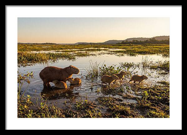 Baby Capybaras At Dusk
