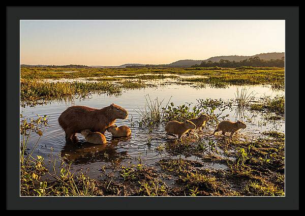 Baby Capybaras At Dusk