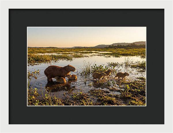 Baby Capybaras At Dusk