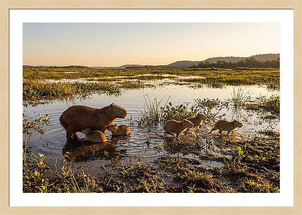 Baby Capybaras At Dusk