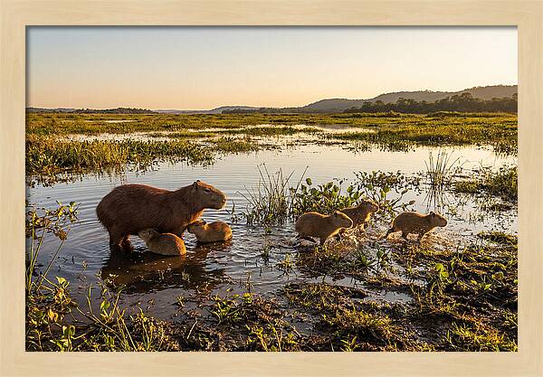 Baby Capybaras At Dusk