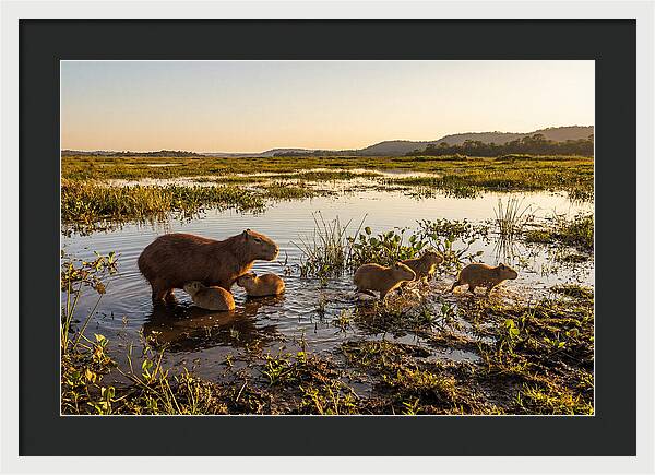 Baby Capybaras At Dusk
