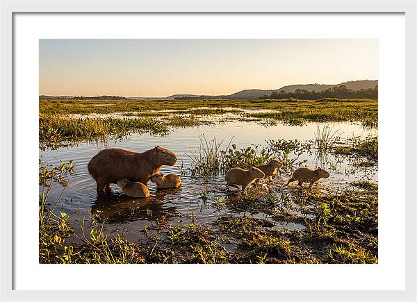 Baby Capybaras At Dusk