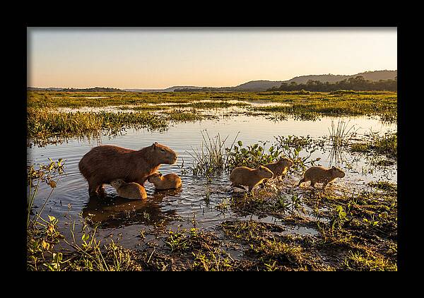 Baby Capybaras At Dusk