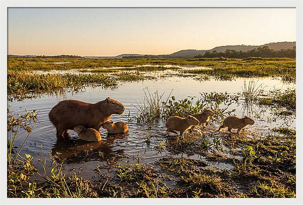 Baby Capybaras At Dusk