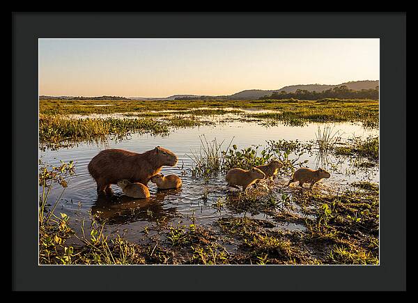 Baby Capybaras At Dusk