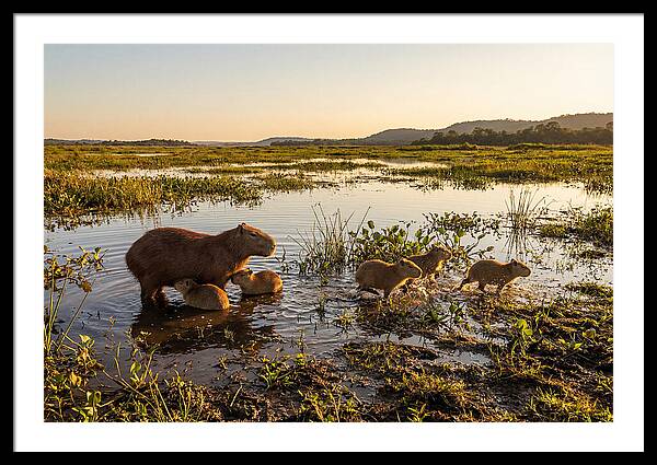 Baby Capybaras At Dusk