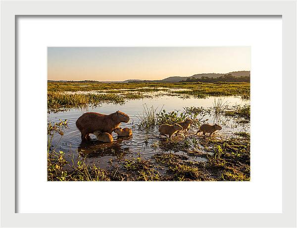 Baby Capybaras At Dusk