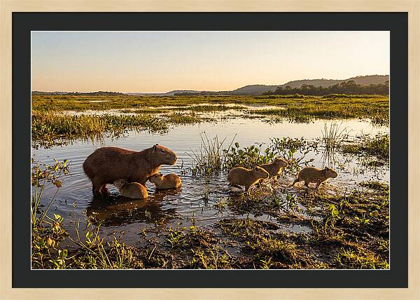Baby Capybaras At Dusk