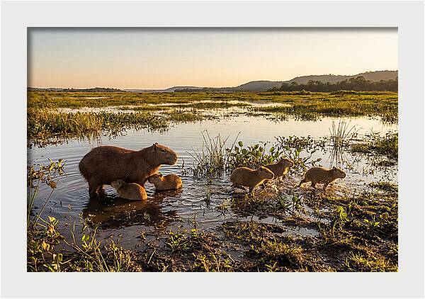 Baby Capybaras At Dusk