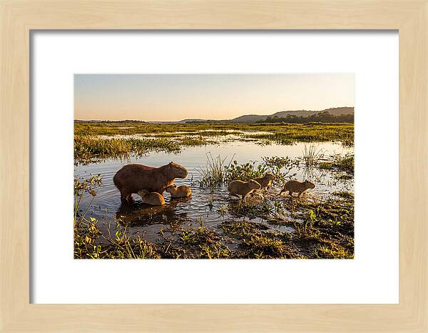 Baby Capybaras At Dusk