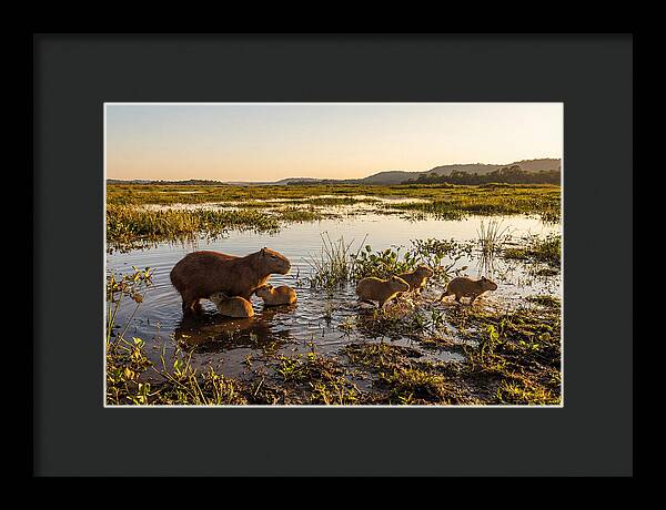 Baby Capybaras At Dusk