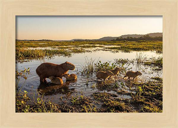 Baby Capybaras At Dusk