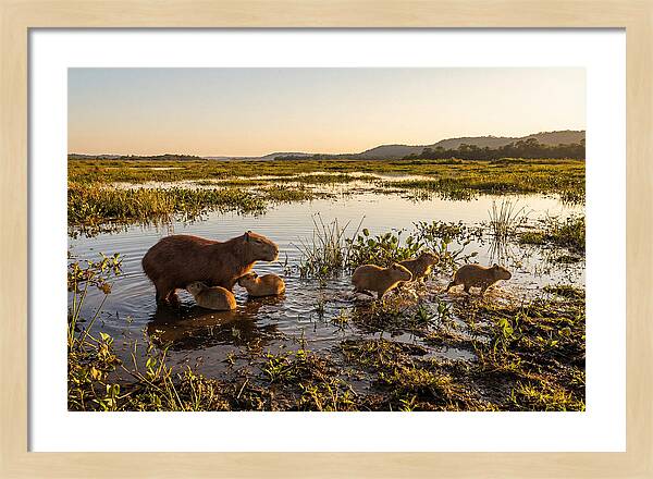 Baby Capybaras At Dusk