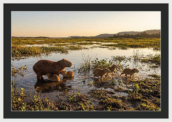 Baby Capybaras At Dusk