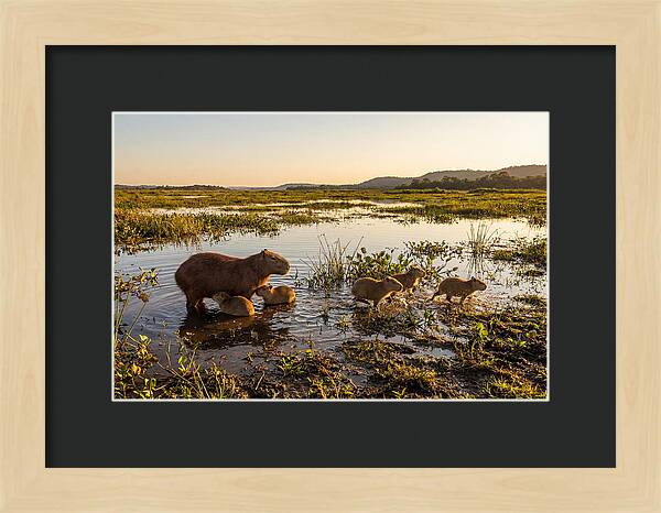 Baby Capybaras At Dusk