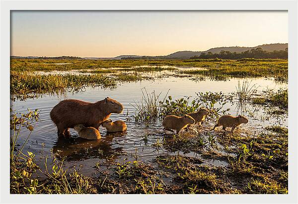 Baby Capybaras At Dusk
