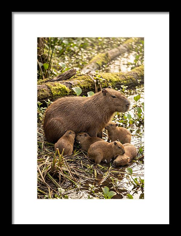 Baby Capybaras In Nature