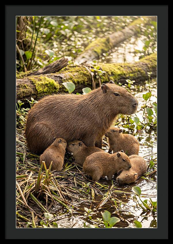 Baby Capybaras In Nature