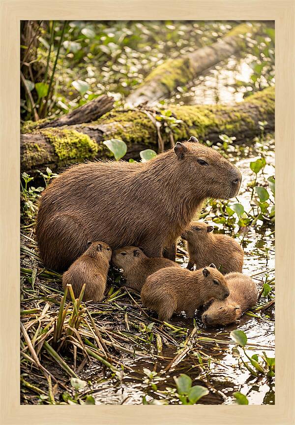 Baby Capybaras In Nature