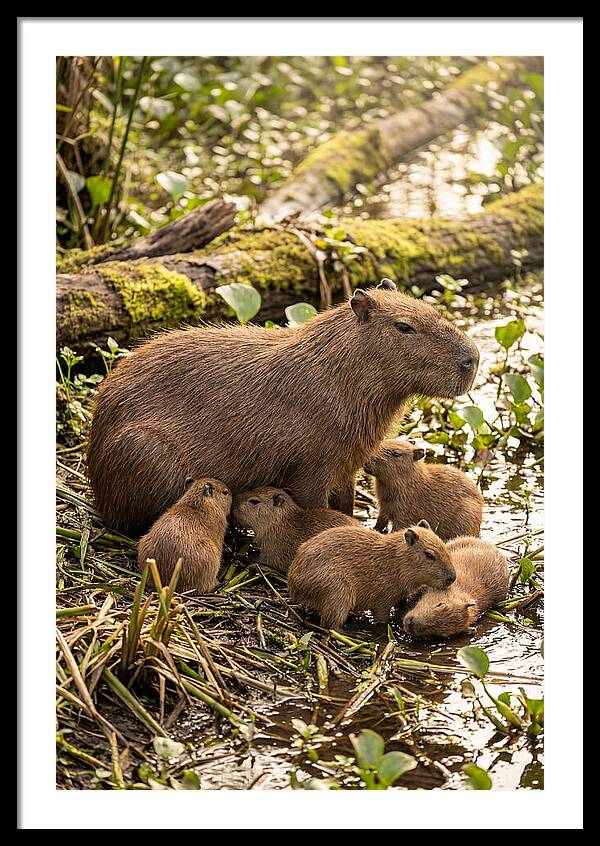 Baby Capybaras In Nature