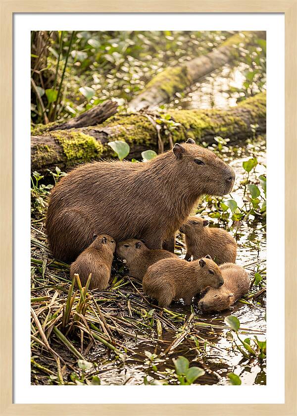 Baby Capybaras In Nature