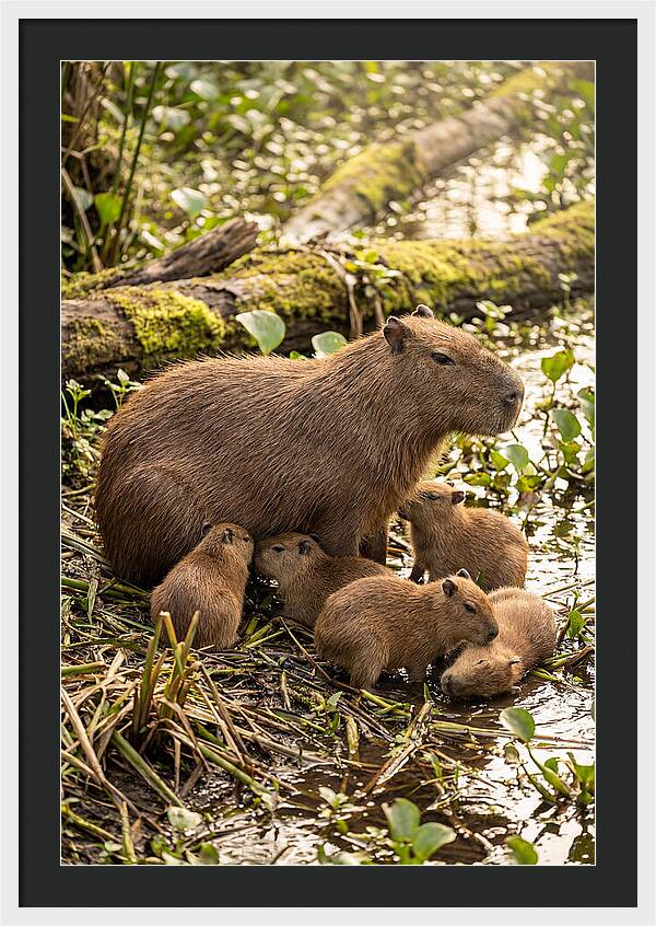 Baby Capybaras In Nature