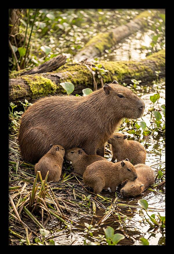 Baby Capybaras In Nature