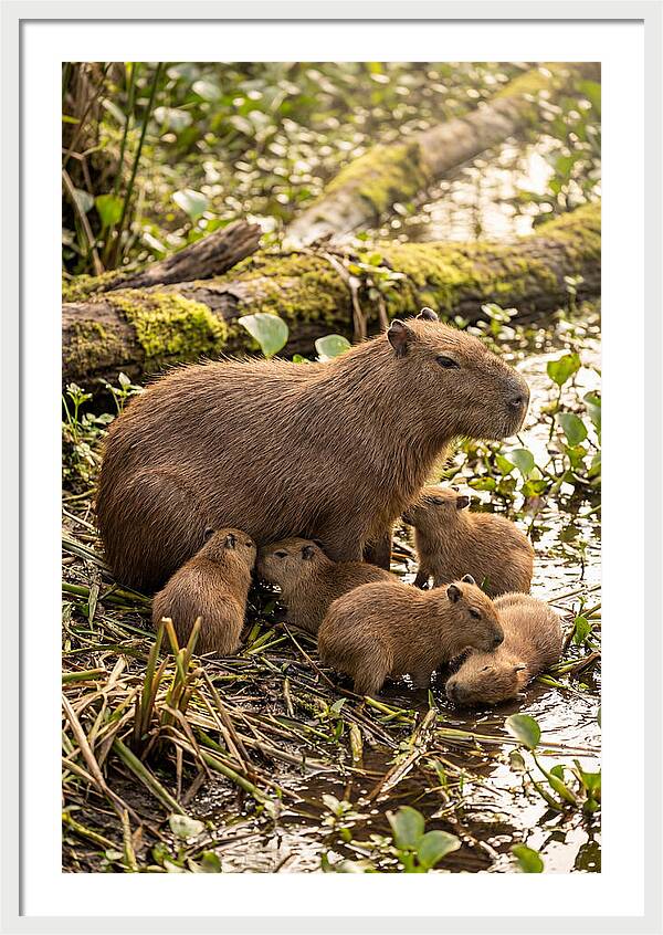 Baby Capybaras In Nature
