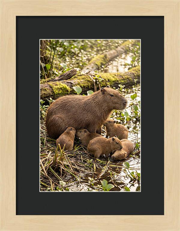 Baby Capybaras In Nature