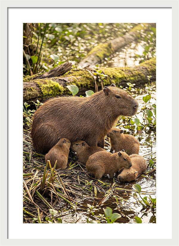 Baby Capybaras In Nature