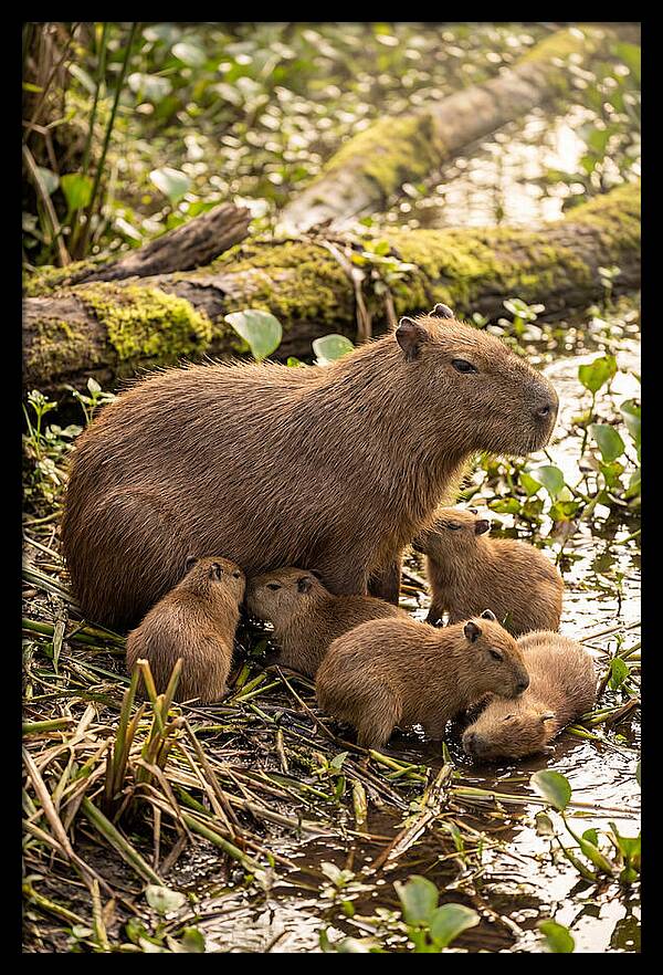 Baby Capybaras In Nature