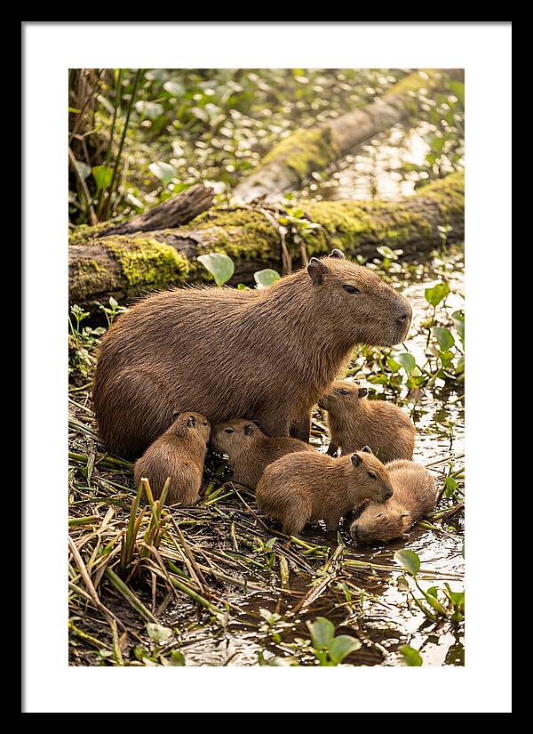 Baby Capybaras In Nature
