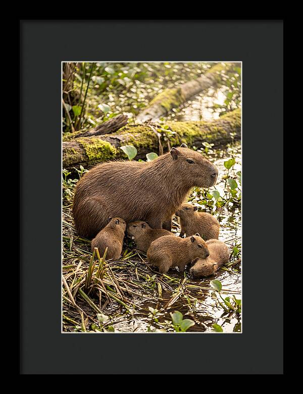 Baby Capybaras In Nature