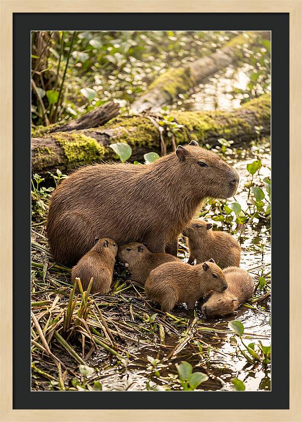 Baby Capybaras In Nature