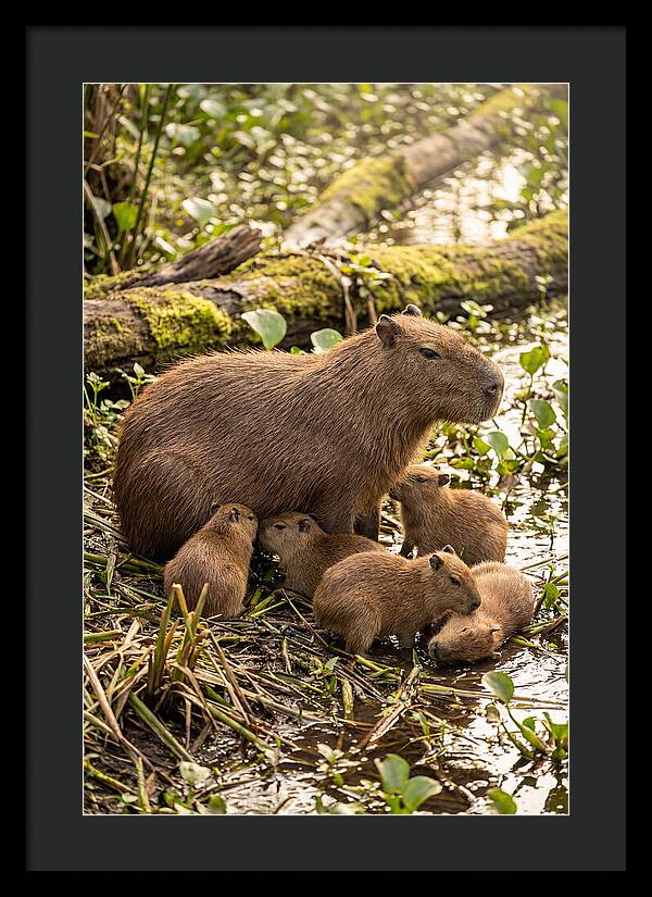 Baby Capybaras In Nature