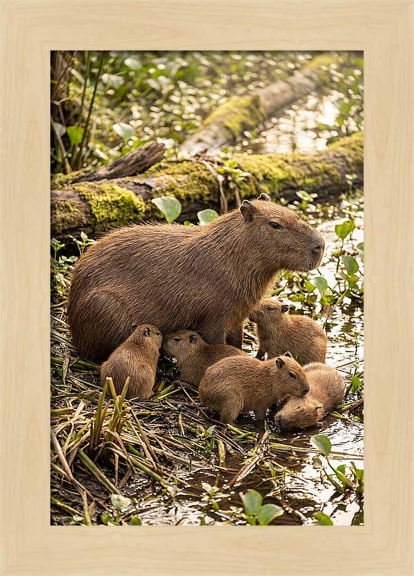 Baby Capybaras In Nature
