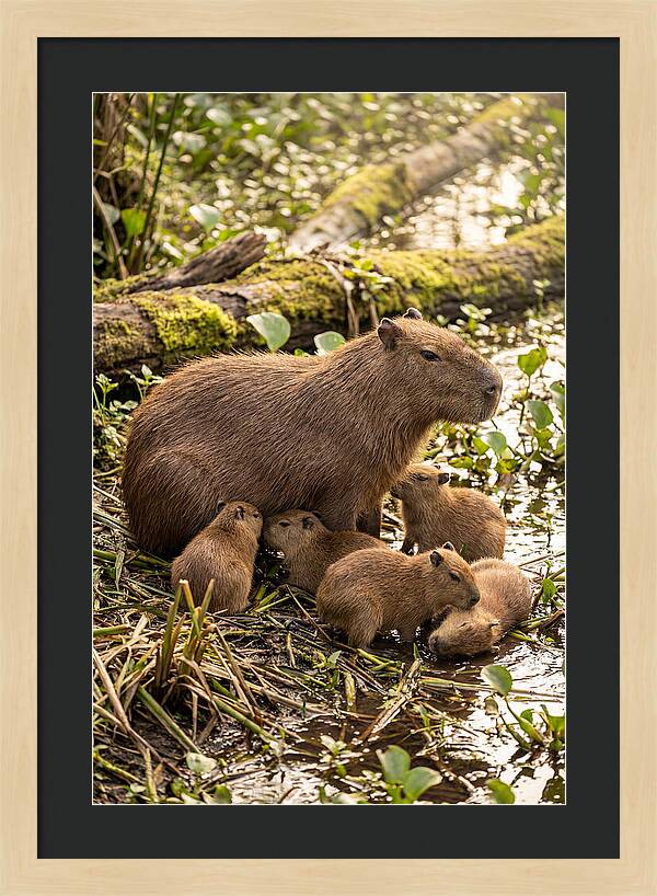 Baby Capybaras In Nature