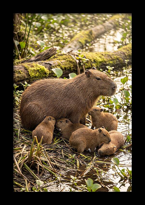 Baby Capybaras In Nature