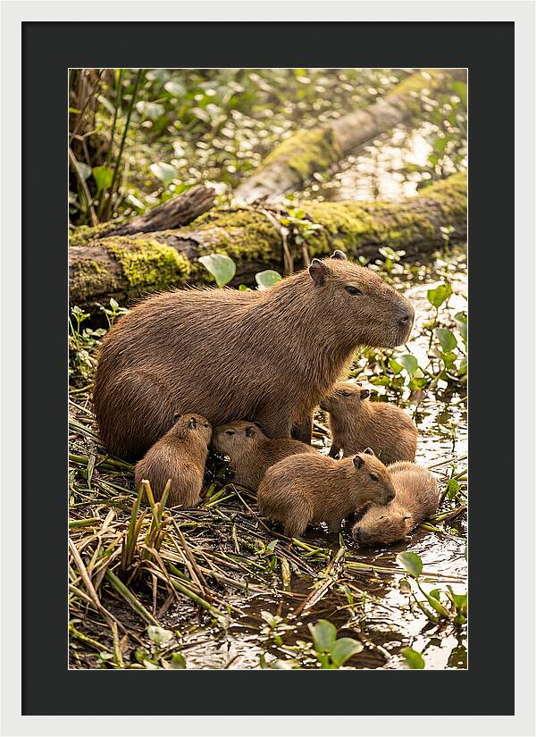 Baby Capybaras In Nature