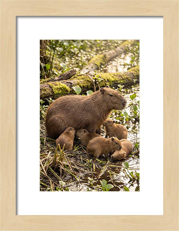 Baby Capybaras In Nature