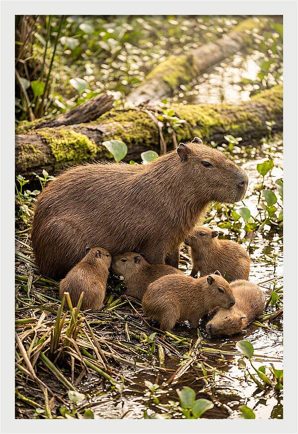 Baby Capybaras In Nature
