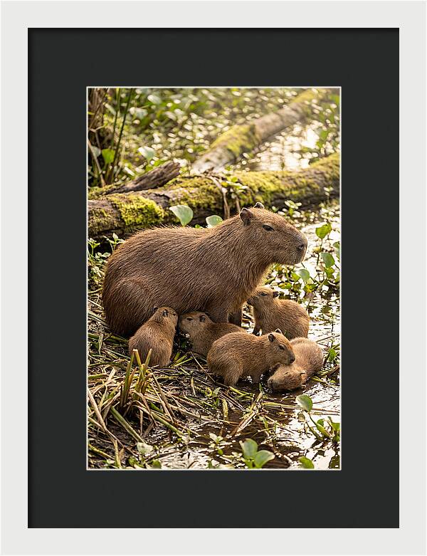 Baby Capybaras In Nature
