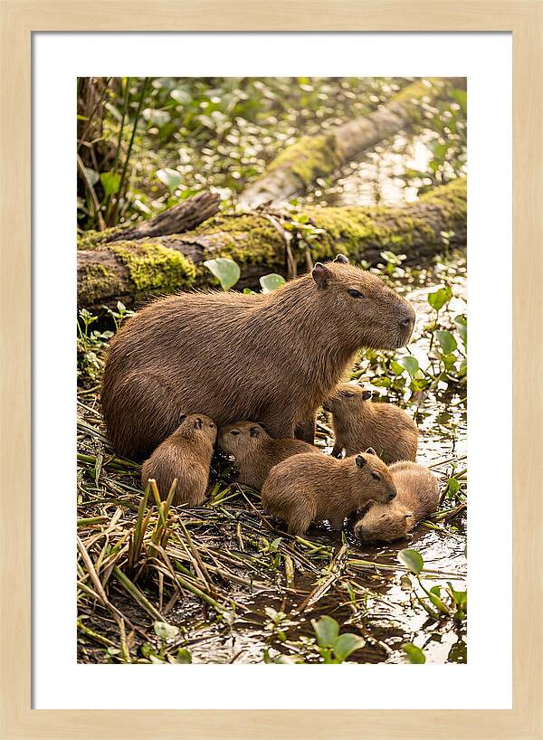 Baby Capybaras In Nature